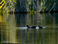 Focha común - Fulica atra - Fotja comuna