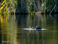 Focha común - Fulica atra - Fotja comuna