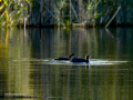 Focha común - Fulica atra - Fotja comuna