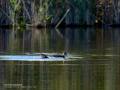 Focha común - Fulica atra - Fotja comuna