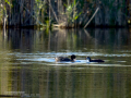 Focha común - Fulica atra - Fotja comuna