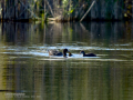 Focha común - Fulica atra - Fotja comuna