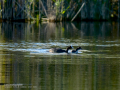 Focha común - Fulica atra - Fotja comuna