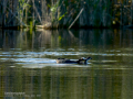 Focha común - Fulica atra - Fotja comuna