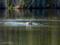 Focha común - Fulica atra - Fotja comuna