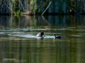 Focha común - Fulica atra - Fotja comuna