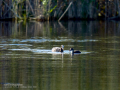 Focha común - Fulica atra - Fotja comuna