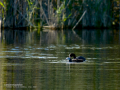 Focha común - Fulica atra - Fotja comuna