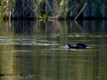 Focha común - Fulica atra - Fotja comuna