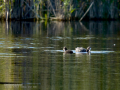 Focha común - Fulica atra - Fotja comuna