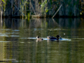 Focha común - Fulica atra - Fotja comuna