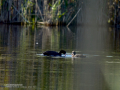 Focha común - Fulica atra - Fotja comuna