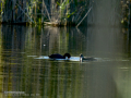 Focha común - Fulica atra - Fotja comuna