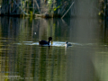 Focha común - Fulica atra - Fotja comuna