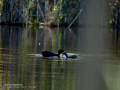 Focha común - Fulica atra - Fotja comuna