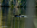 Focha común - Fulica atra - Fotja comuna