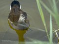 Focha común - Fulica atra - Fotja comuna