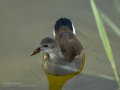 Focha común - Fulica atra - Fotja comuna