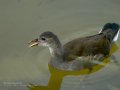 Focha común - Fulica atra - Fotja comuna