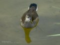 Focha común - Fulica atra - Fotja comuna
