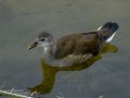 Focha común - Fulica atra - Fotja comuna