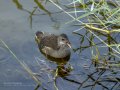 Focha común - Fulica atra - Fotja comuna