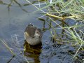 Focha común - Fulica atra - Fotja comuna