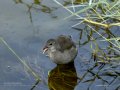 Focha común - Fulica atra - Fotja comuna