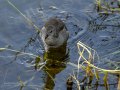 Focha común - Fulica atra - Fotja comuna