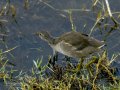 Focha común - Fulica atra - Fotja comuna