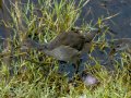Focha común - Fulica atra - Fotja comuna