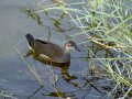 Focha común - Fulica atra - Fotja comuna