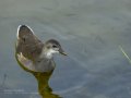 Focha común - Fulica atra - Fotja comuna