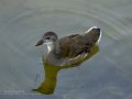 Focha común - Fulica atra - Fotja comuna