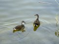 Focha común - Fulica atra - Fotja comuna