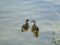 Focha común - Fulica atra - Fotja comuna
