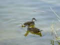Focha común - Fulica atra - Fotja comuna