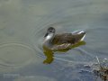 Focha común - Fulica atra - Fotja comuna