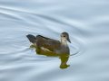 Focha común - Fulica atra - Fotja comuna