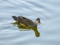 Focha común - Fulica atra - Fotja comuna