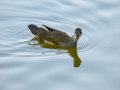 Focha común - Fulica atra - Fotja comuna