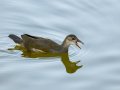 Focha común - Fulica atra - Fotja comuna