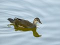 Focha común - Fulica atra - Fotja comuna
