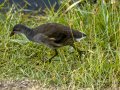 Focha común - Fulica atra - Fotja comuna