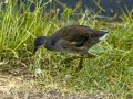 Focha común - Fulica atra - Fotja comuna
