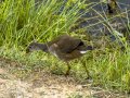 Focha común - Fulica atra - Fotja comuna