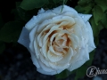 2014-07-29 21h05m23.jpg