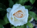 2014-07-29 21h05m33.jpg