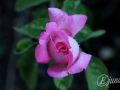 2014-07-29 21h06m22.jpg