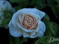 2014-07-29 21h09m50.jpg